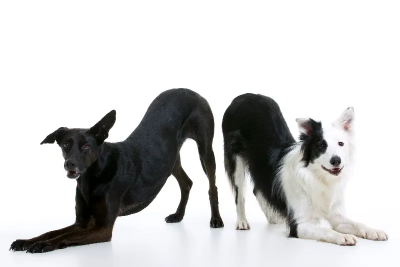 El vínculo - Adiestrador canino en Madrid - foto 2