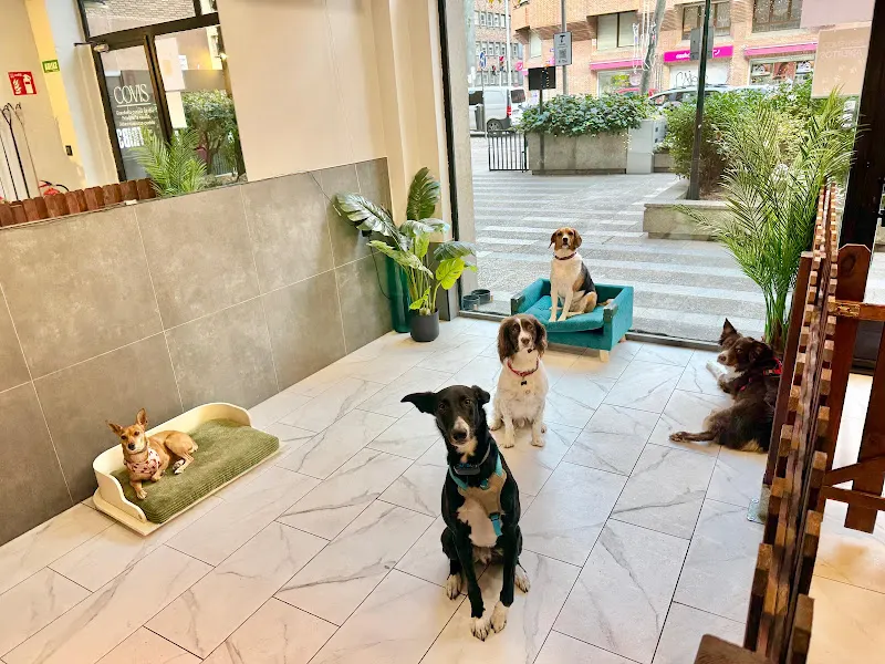 COVIS Guardería y Peluquería Canina - Guardería canina en Madrid - foto 2