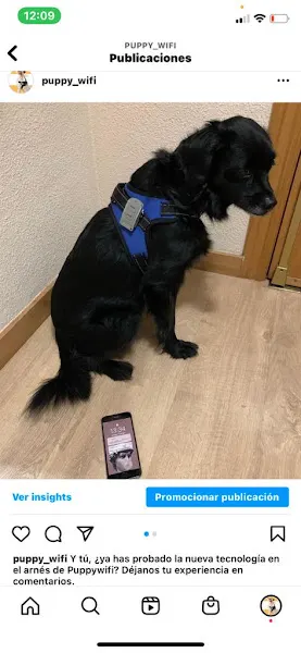 Puppywifi