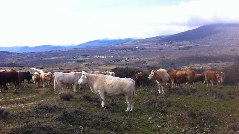 Carnicas Martín-Caro