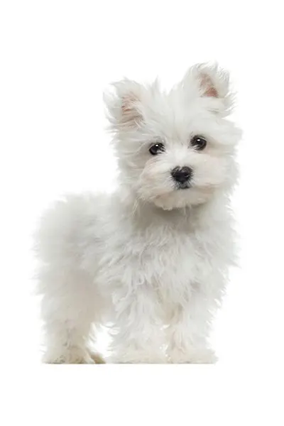 Peluquería Felina y Canina Mix Peludos