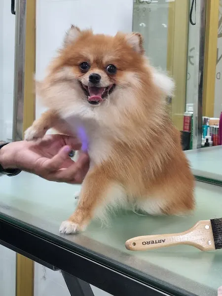 Peluquería Canina y Felina Contigo Cuidados - Madrid