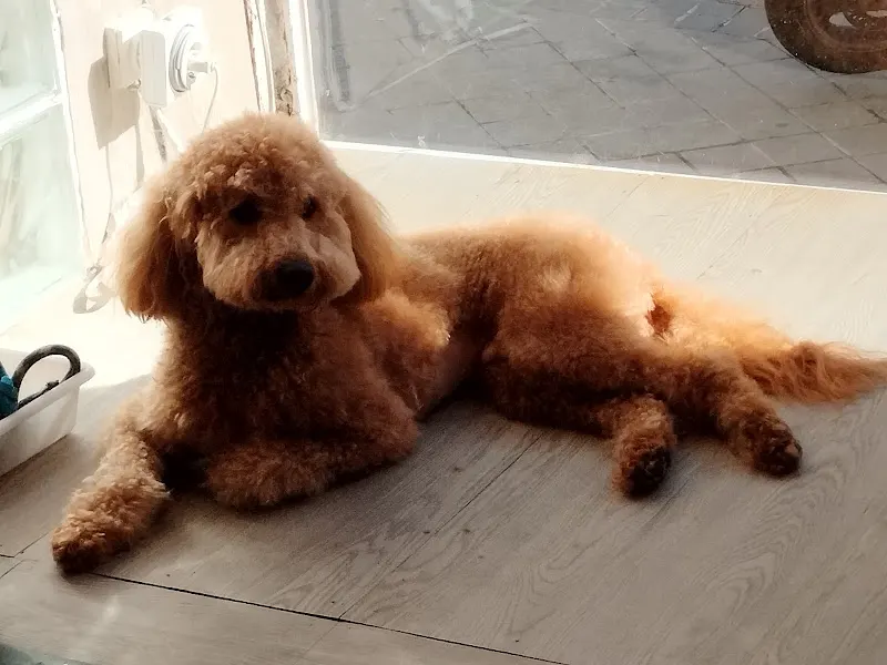Dino-Can - Peluquero de mascotas en Madrid - foto 2